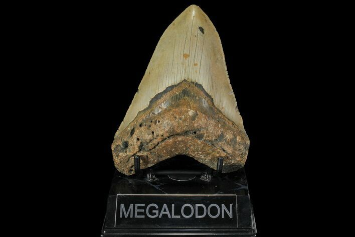 Fossil Megalodon Tooth - North Carolina #109794